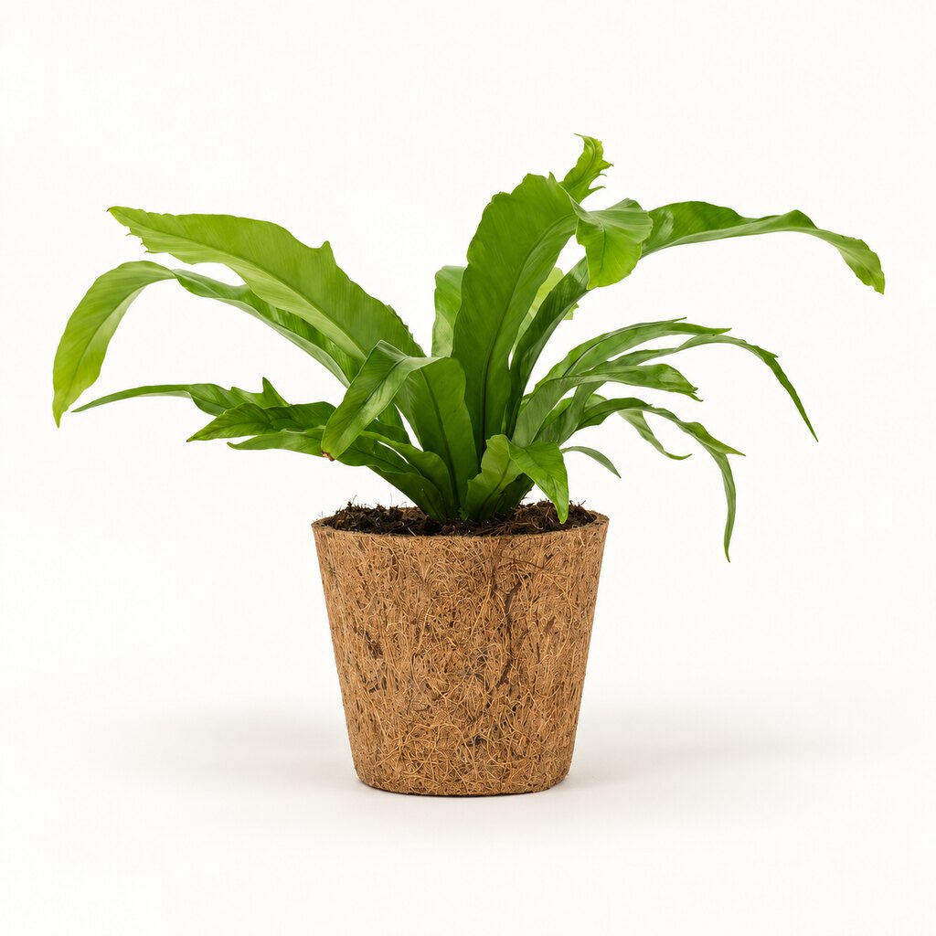 Asplenium antiquum i kokospotte, Ø11 cm.