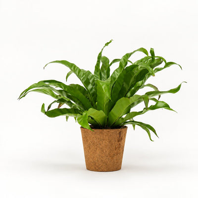 Asplenium antiquum Ø17 i kokospotte