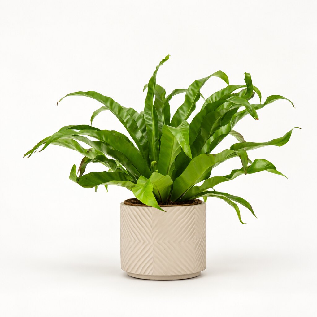 Asplenium antiquum Ø17 i lys potteskjuler
