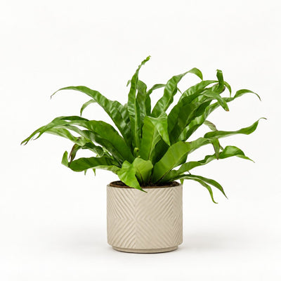 Asplenium antiquum Ø17 i lys potteskjuler