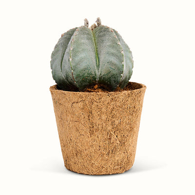 Astrophytum-stjernekaktus i kokospotte med grågrøn overflade og tydelige ribber.