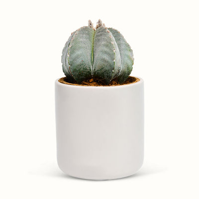 Astrophytum-stjernekaktus i hvid potteskjuler med grågrøn overflade og tydelige ribber.