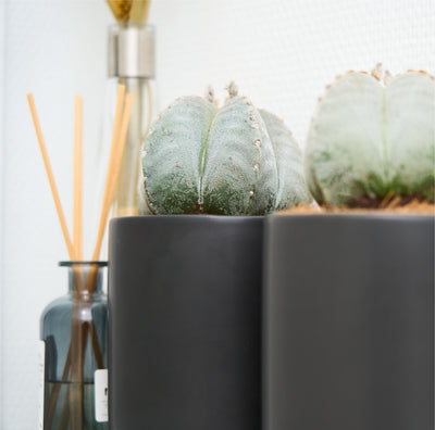 Astrophytum-stjernekaktus i mørk potteskjuler foran et spejl, ved siden af en flaske med duftpinde.