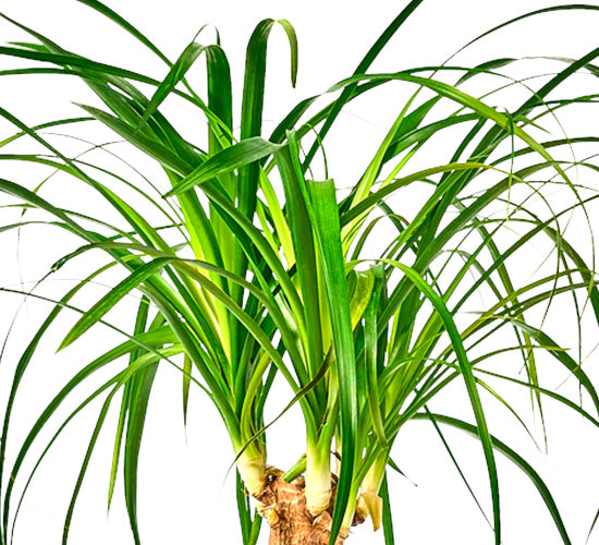 Nærbillede af Beaucarnea Guatemalensis med lange, smalle grønne blade.