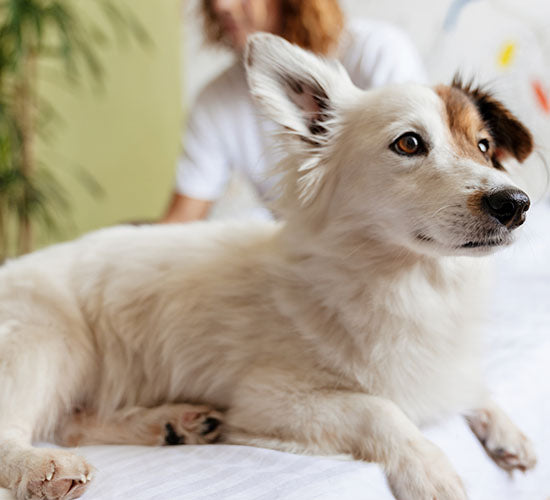 En hvid hund og en plante i baggrunden