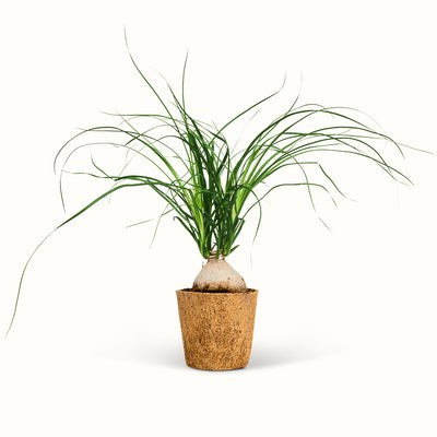 Beaucarnea recurvata i kokospotte med fortykket stammebase og lange, smalle blade, der buer ud til siderne.