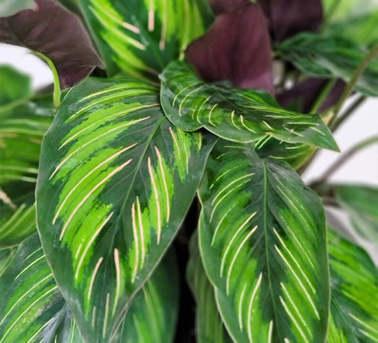 Nærbillede af Calathea Beauty Stars grønne blade med lyse striber.