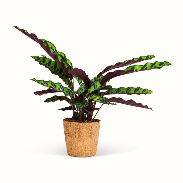 Calathea Insignis – Klapperslangeplante