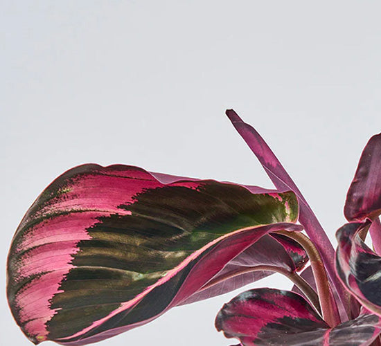 calathea-jessie_fb1959aa-2a1a-414c-ae05-5fd994950ad4.jpg