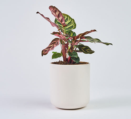 Calathea Makoyana i en hvid potteskjuler på en grå baggrund