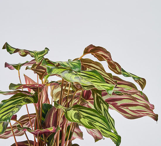 calathea makoyana med grønne store blade med en lilla underside på en grå baggrund