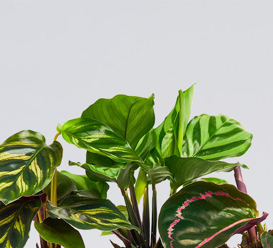 nærbillede af tre calathea planter