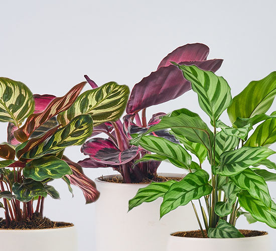 Nærbillede af tre calathea planter med tilhørende potteskjulere i hvid