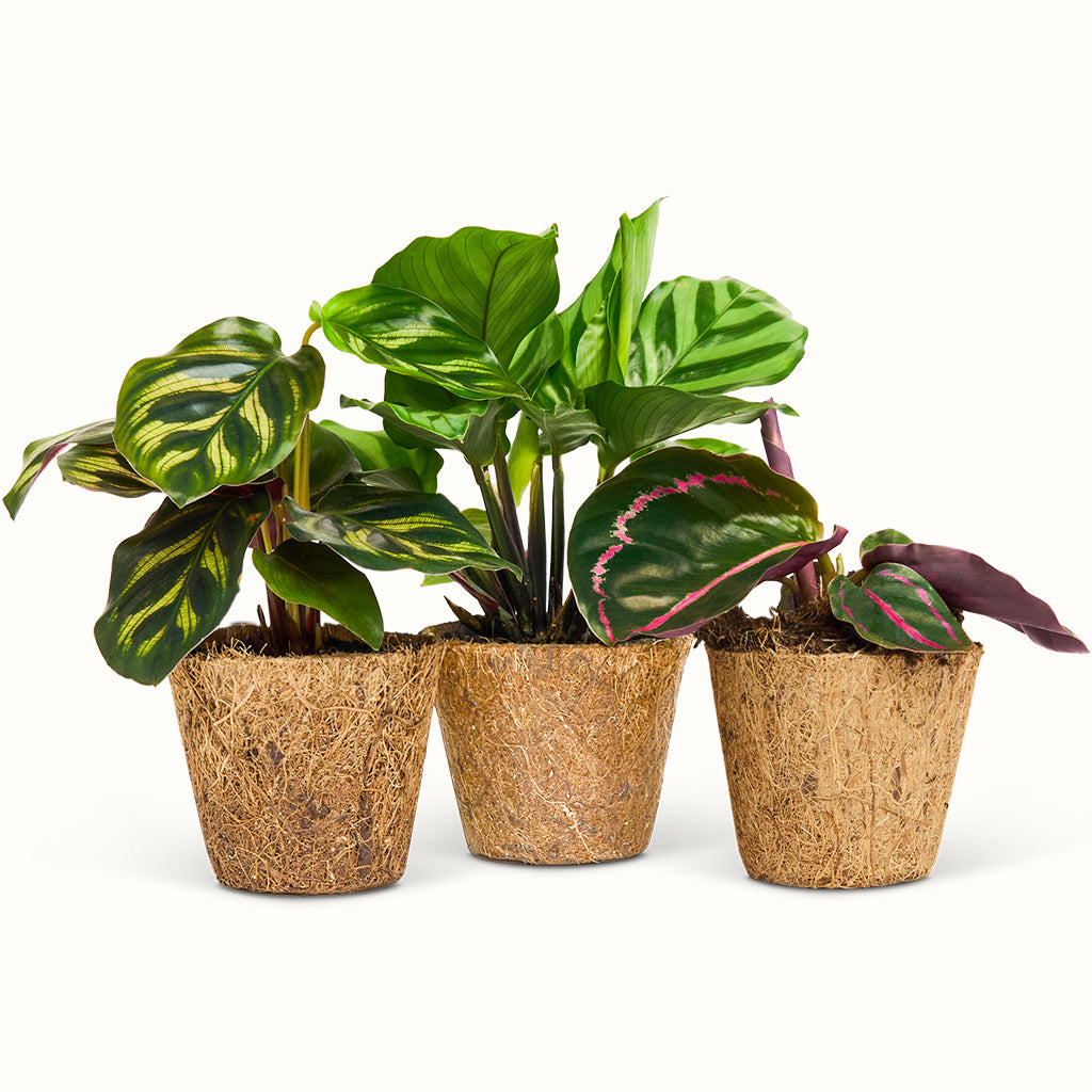 Calathea Mini Mix Sæt