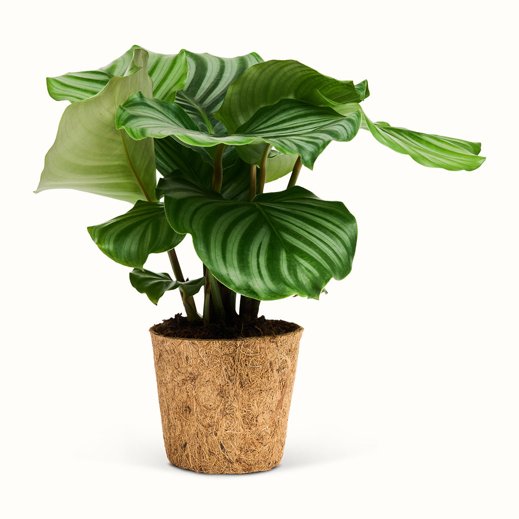 Calathea Orbifolia