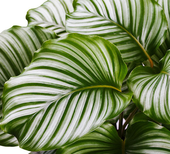 nærbillede af Calathea Orbifolia med store og grønne blade 