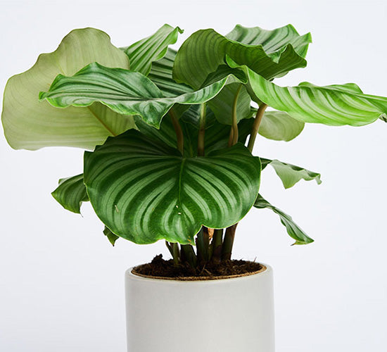 calathea orbifolia plante i en hvid potteskjuler