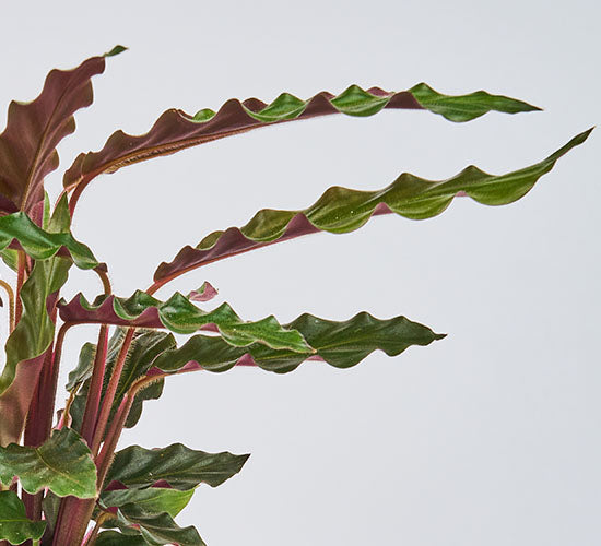 Nærbillede af calathea rufibarba plantens lange blade