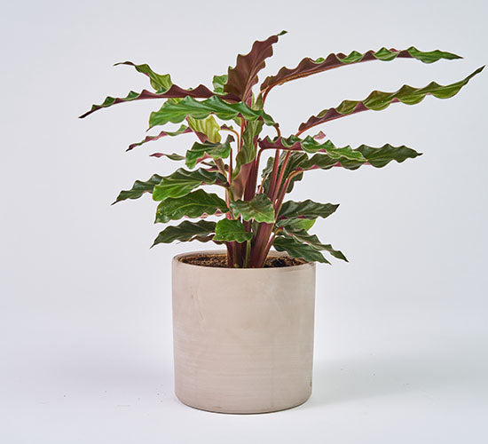 Planten Calathea Rufibarba i en beige potteskjuler