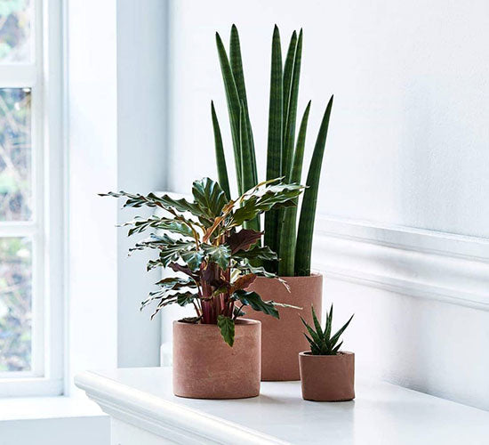 Calathea rufibarba på et hvidt bord sammen med to sansevieria planter