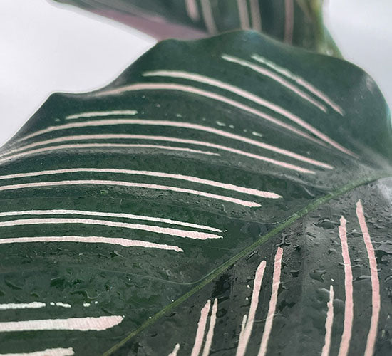 Nærbillede af Calathea Sanderiana med lyserøde striber