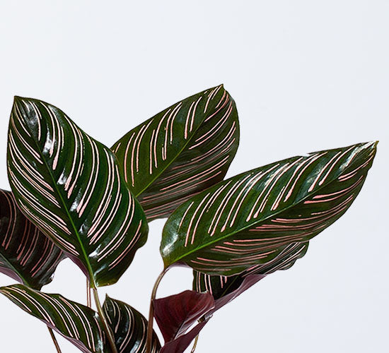 Nærbillede af calathea sanderiana planten også kaldet påfugleplanten