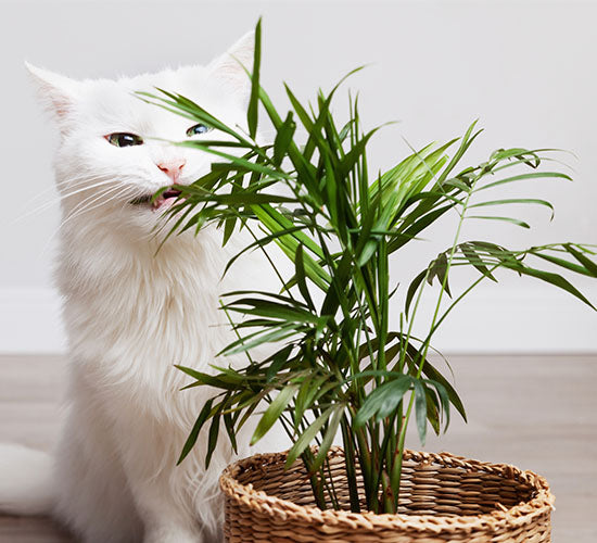 en velfornøjet kat som bider i en ugiftig Chamadorea Elegans plante