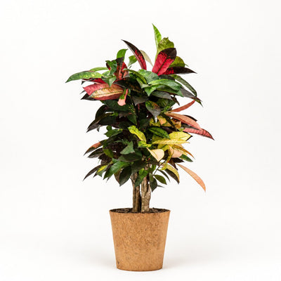 Codiaeum Iceton - Kroton Ø24 i kokospotte