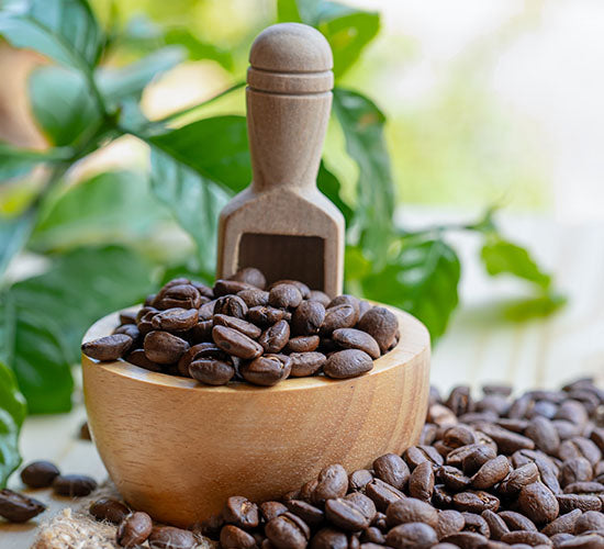 Coffea arabica bønner med en Coffea arabica plante i baggrunden