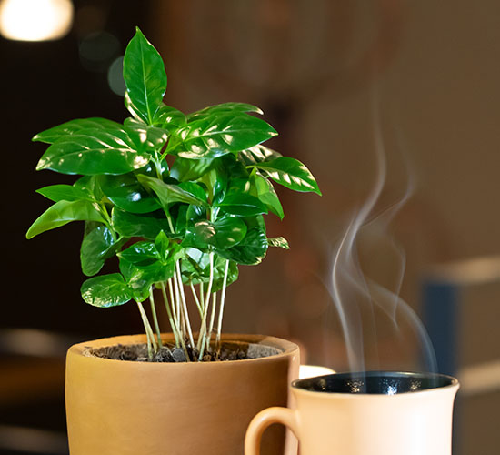 kaffeplanten coffea arabica som stueplante