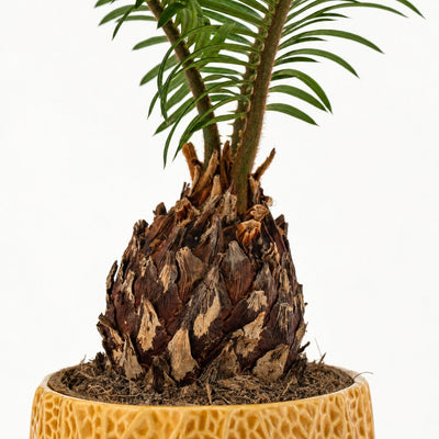 Nærbillede af Cycas med brun, skællet stamme i gul potteskjuler.