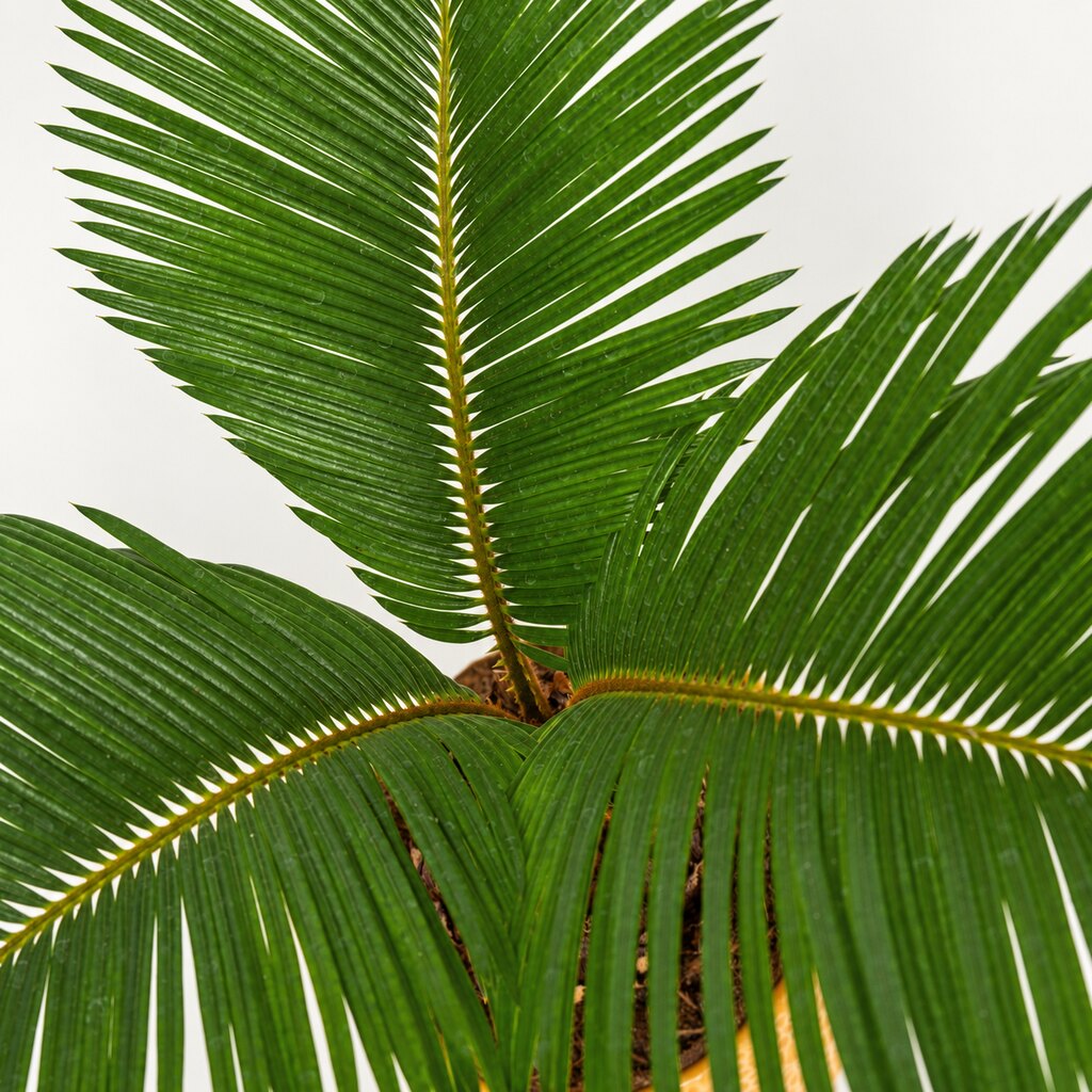 Nærbillede af Cycas med grønne, fjerformede blade.