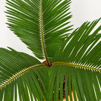 Nærbillede af Cycas med grønne, fjerformede blade.
