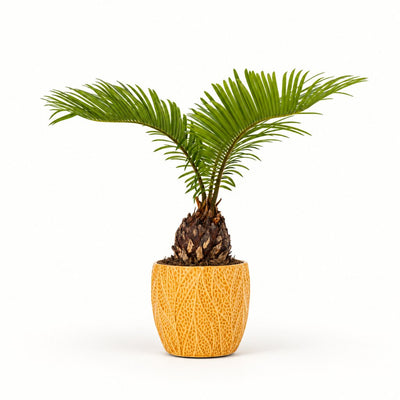 Cycas - Japansk koglepalme i potteskjuler, Ø11 cm.