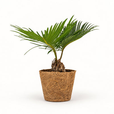 Cycas – japansk koglepalme i kokospotte, Ø9 cm.