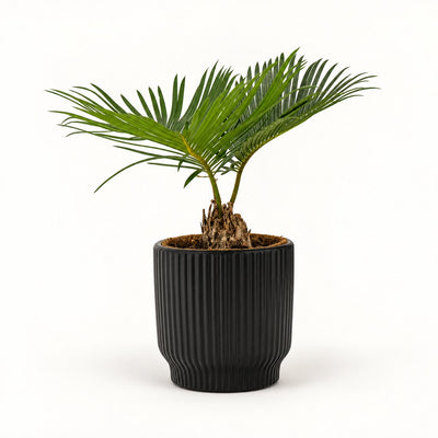 Cycas – japansk koglepalme i potteskjuler, Ø9 cm.
