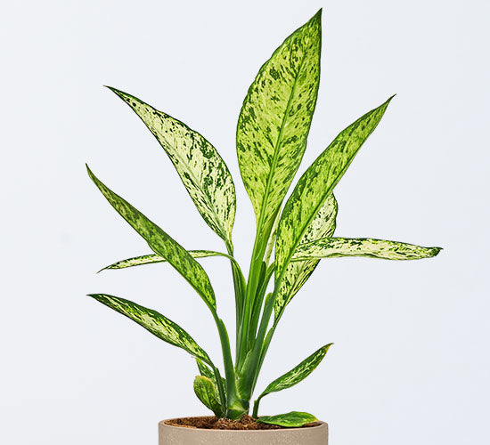 dieffenbachia Versuvius plante med en potteskjuler