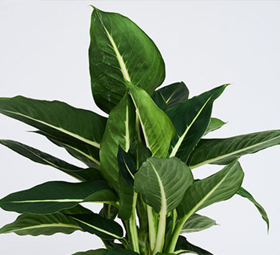 Dieffenbachia green magic planten med store grønne blade og hvide vener