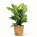 Dieffenbachia Sublime