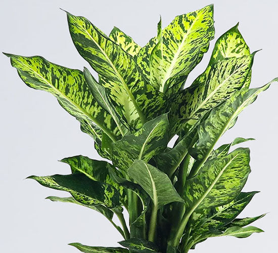 Dieffenbachia Sublime