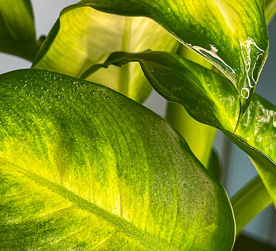 nærbillede af en Dieffenbachia summer style variant med gule og grønne blade