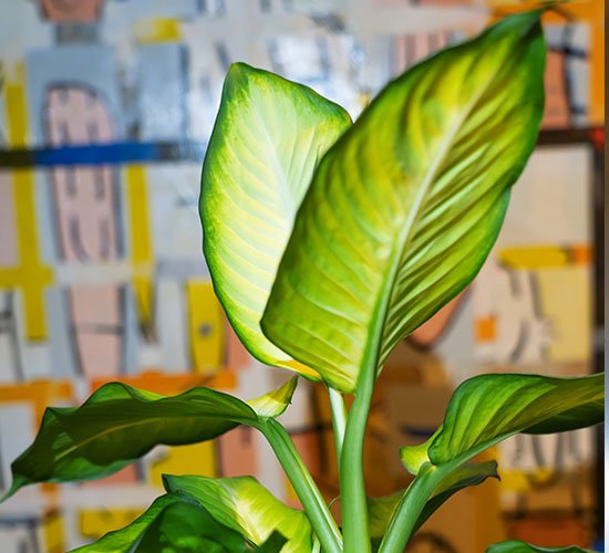 Dieffenbachia Summer Style plante med grønne blade