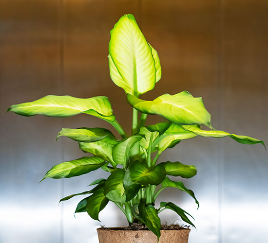 Dieffenbachia Summer Style plante med grønne og gule blade