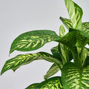 Et nærbillede af Dieffenbachia Tropic snow - Dumb Cane med grønne blade.