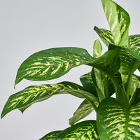 Et nærbillede af Dieffenbachia Tropic snow - Dumb Cane med grønne blade.