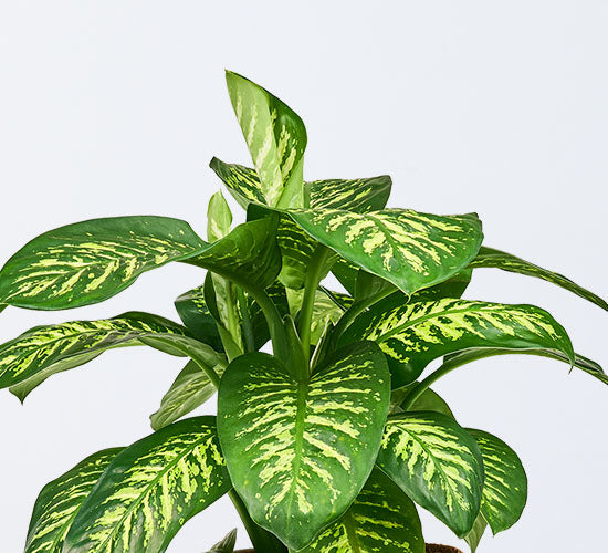 dieffenbachia tropic snow med store grønne blade