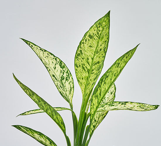 nærbillede af Dieffenbachia Vesuvius plantens blade med lysegrønne blade