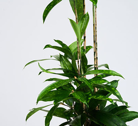 nærbillede af Dracaena Surculosa