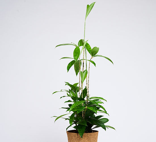 dracaena surculosa giftig Køb Dracaena Surculosa | En festlig plante