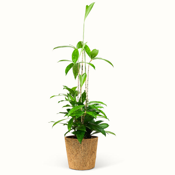 Køb Dracaena Surculosa | En festlig plante
